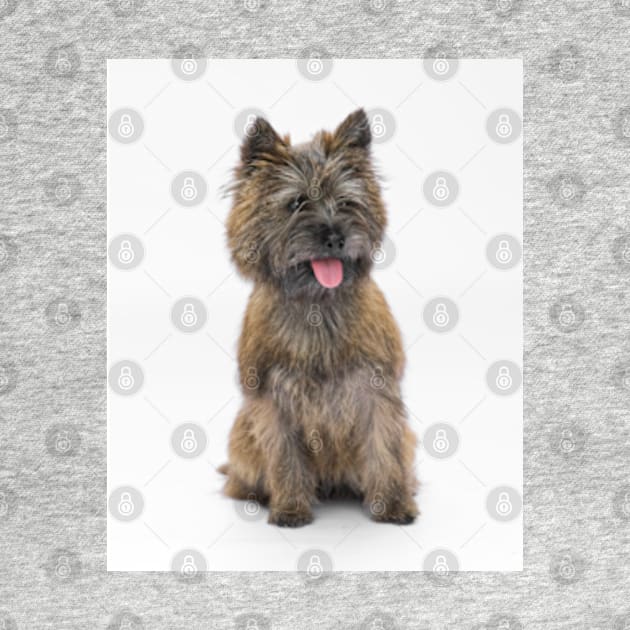 Cairn Terrier 3 by Avalinart